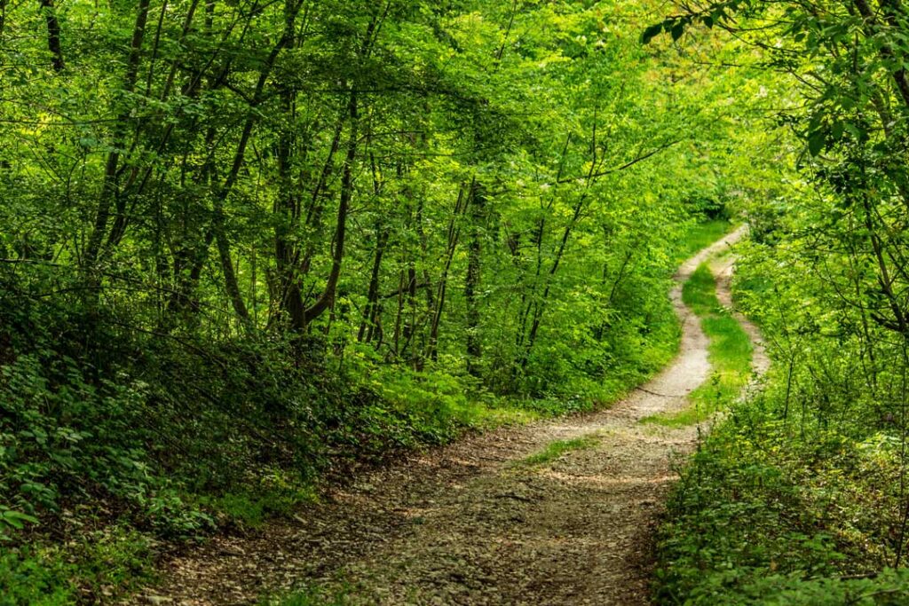 strada nel bosco